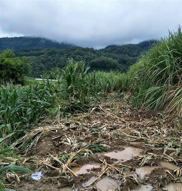 非洲要送英國、德國3萬頭大象 不能不要！嘗嘗和大象生活的滋味吧