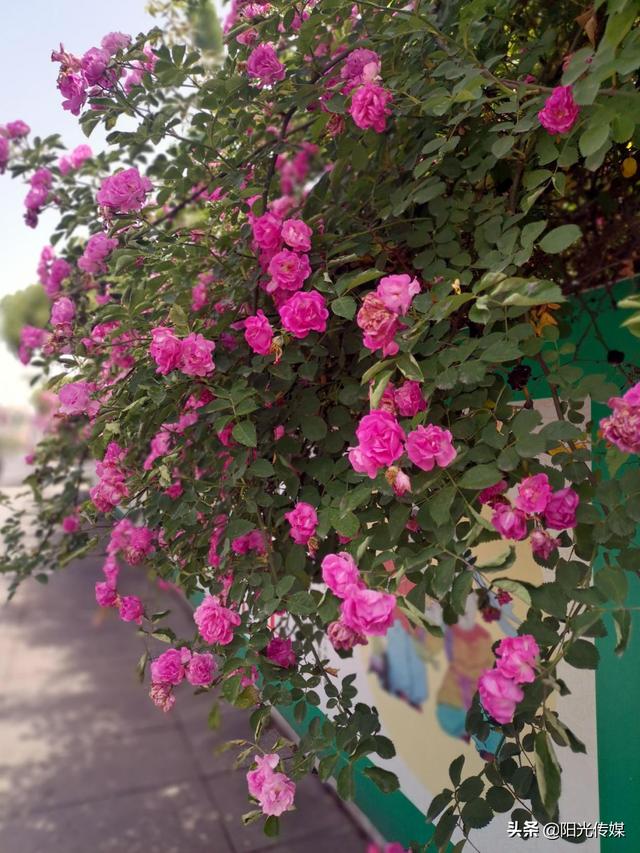 薔薇花開，暮春迎夏（薔薇花開暮春迎夏）(6)