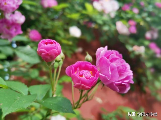 薔薇花開，暮春迎夏（薔薇花開暮春迎夏）(9)