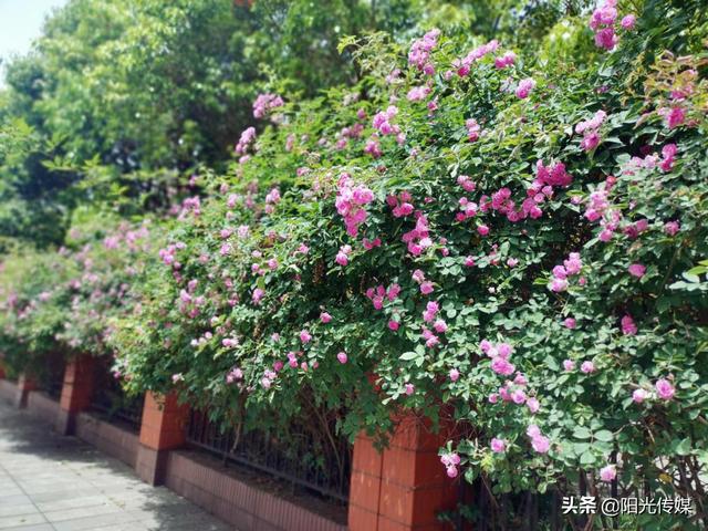 薔薇花開，暮春迎夏（薔薇花開暮春迎夏）(7)