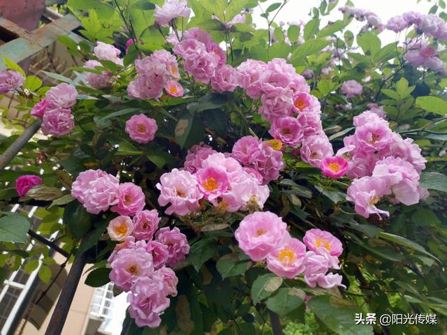 薔薇花開，暮春迎夏（薔薇花開暮春迎夏）(13)