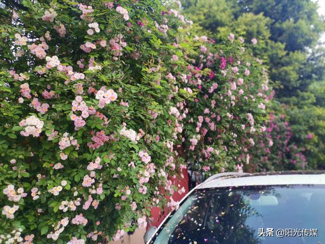 薔薇花開，暮春迎夏（薔薇花開暮春迎夏）(10)